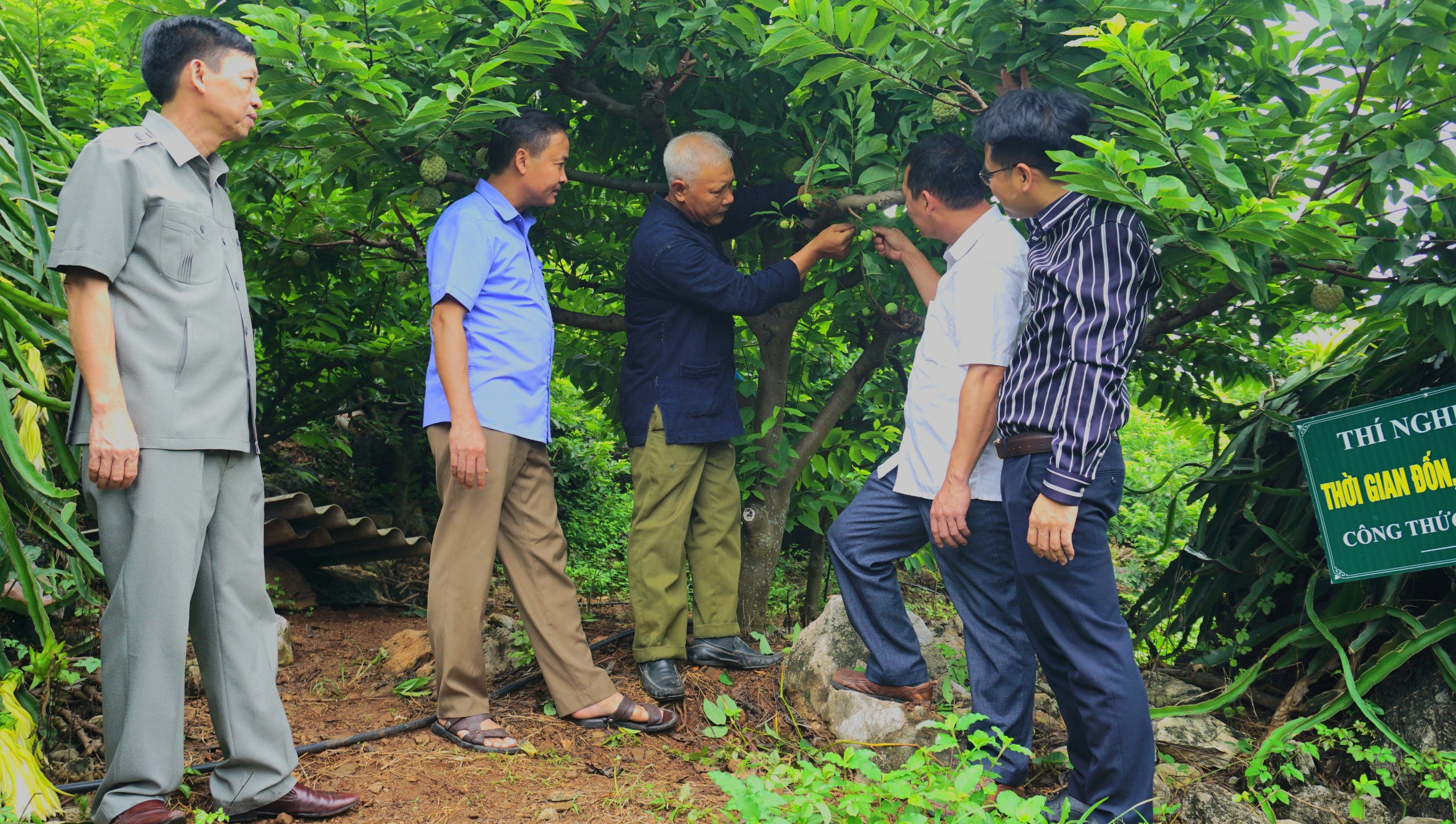 Tham quan mô hình thâm canh cây Na rải vụ tại huyện Võ Nhai do Trung tâm Khuyến nông triển khai xây dựng